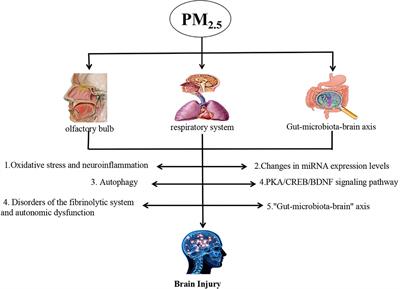 A review of respirable fine particulate matter (PM2.5)-induced brain damage